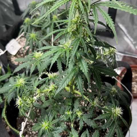 First Lady growlog timeline photo