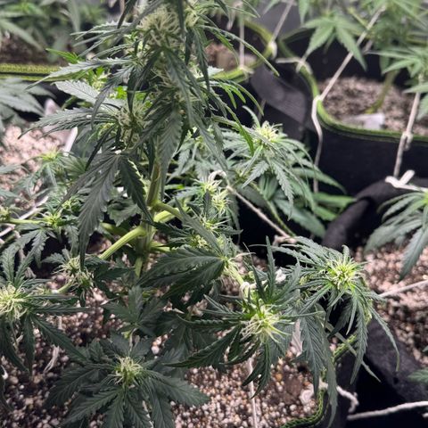 First Lady growlog timeline photo