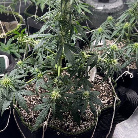 First Lady growlog timeline photo