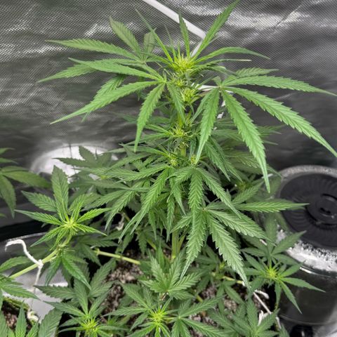 Second Lady growlog timeline photo