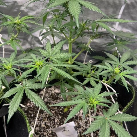 Second Lady growlog timeline photo