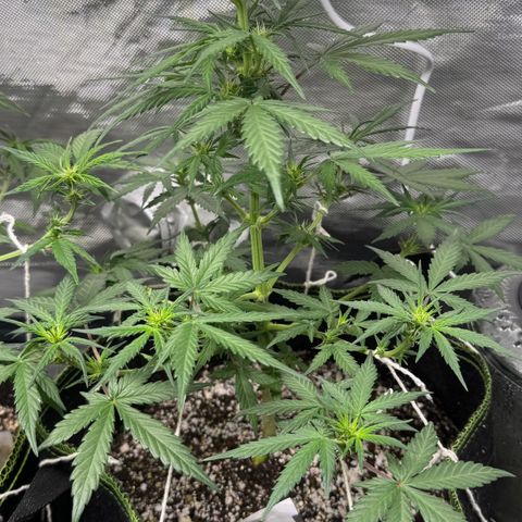 Second Lady growlog timeline photo