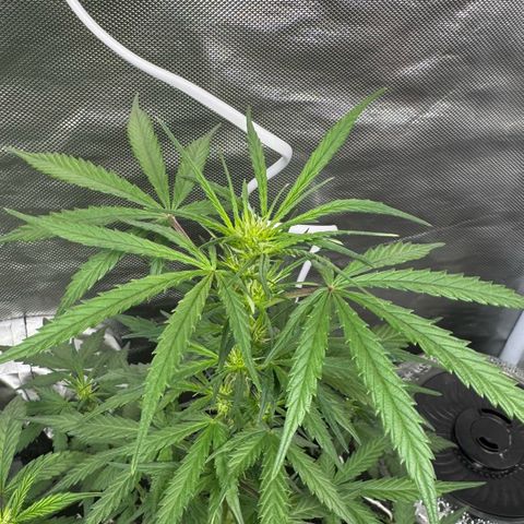 Second Lady growlog timeline photo