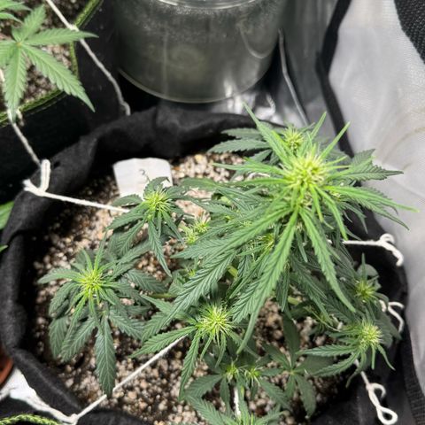 Third Lady growlog timeline photo