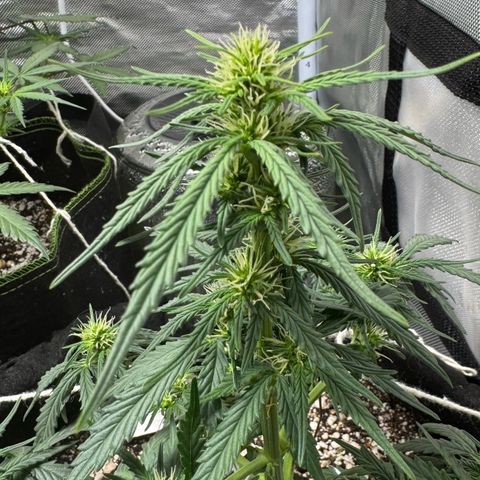 Third Lady growlog timeline photo