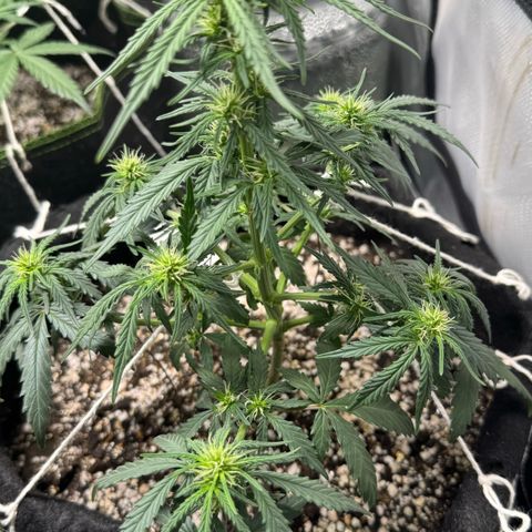 Third Lady growlog timeline photo