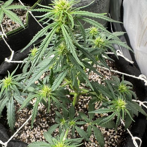 Third Lady growlog timeline photo