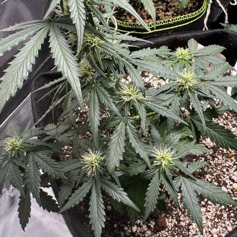 Fourth Lady growlog timeline photo