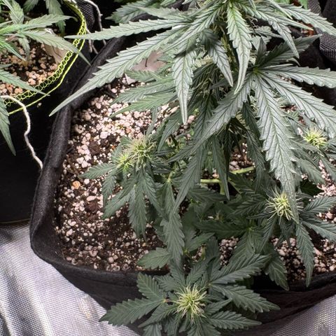 Fourth Lady growlog timeline photo