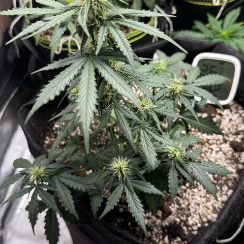 Fourth Lady growlog timeline photo
