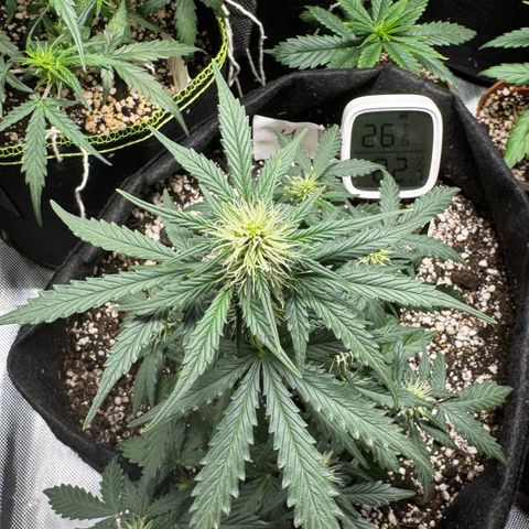 Fourth Lady growlog timeline photo