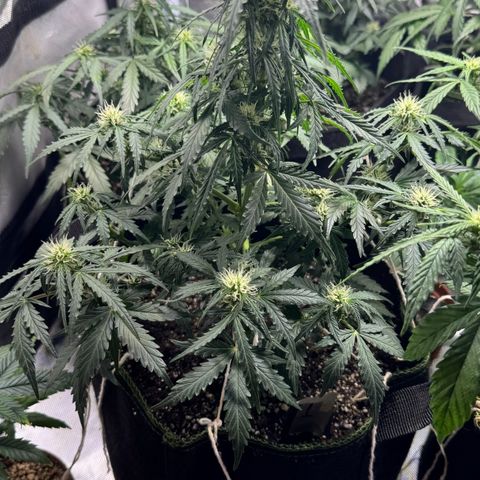 First Lady growlog timeline photo