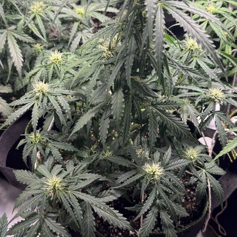 First Lady growlog timeline photo