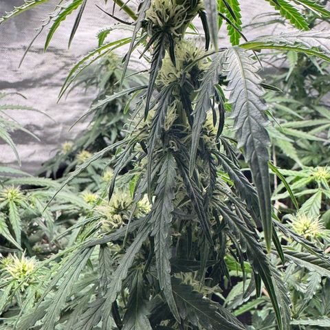 First Lady growlog timeline photo