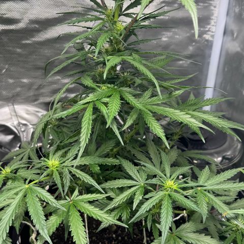 Second Lady growlog timeline photo