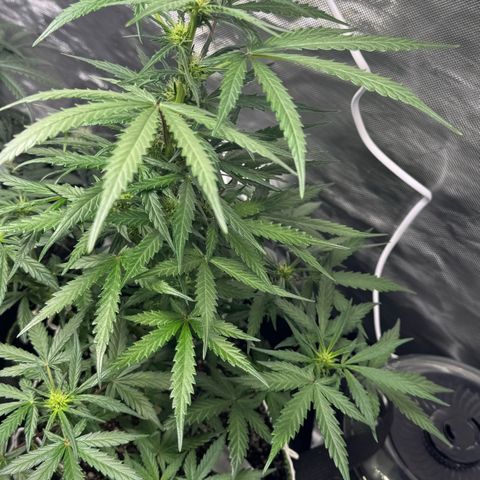 Second Lady growlog timeline photo