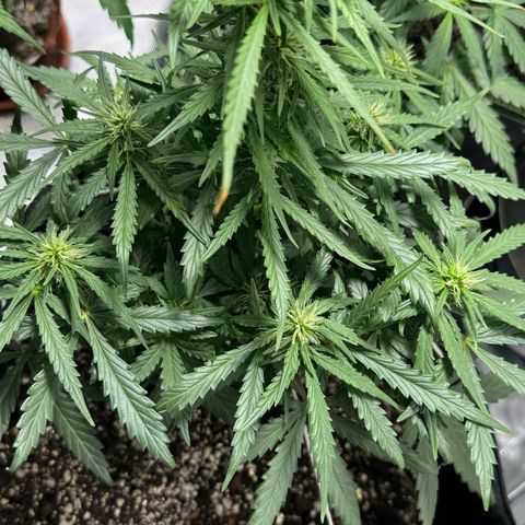Third Lady growlog timeline photo