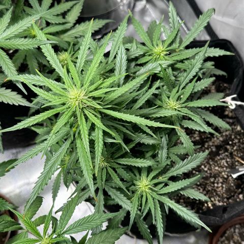 Third Lady growlog timeline photo