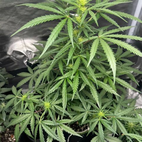 Second Lady growlog timeline photo