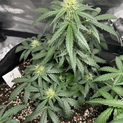 Fourth Lady growlog timeline photo