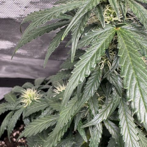 Fourth Lady growlog timeline photo