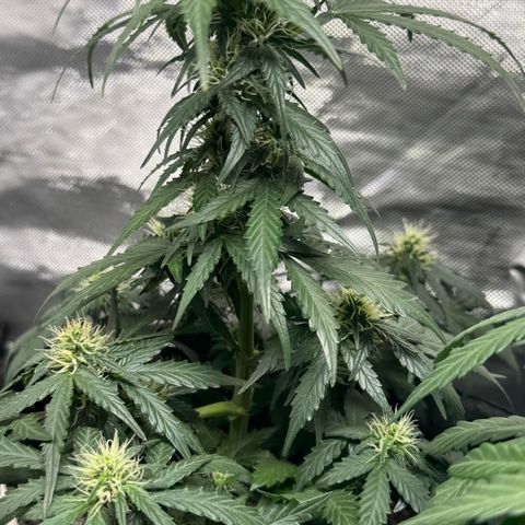 Fourth Lady growlog timeline photo