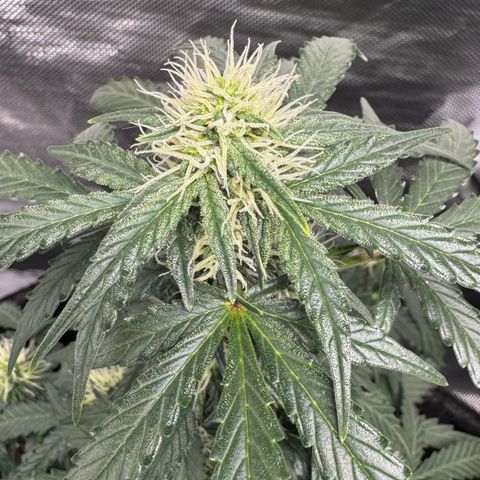 Fourth Lady growlog timeline photo