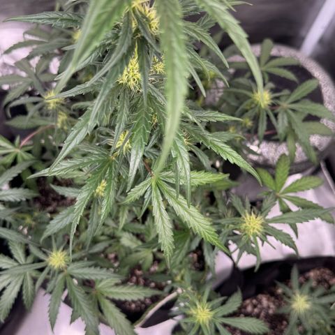 Second Lady growlog timeline photo