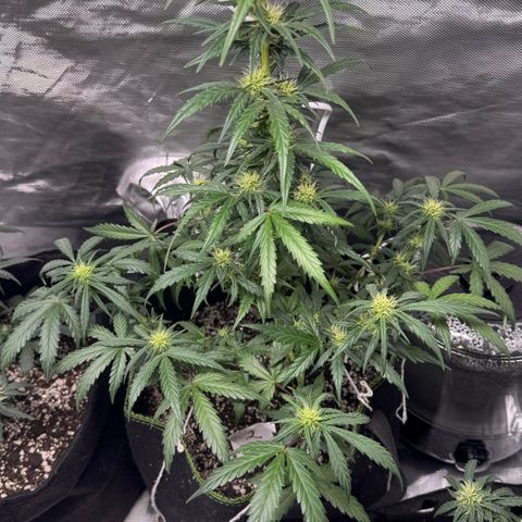Second Lady growlog timeline photo