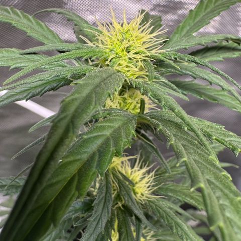 Second Lady growlog timeline photo