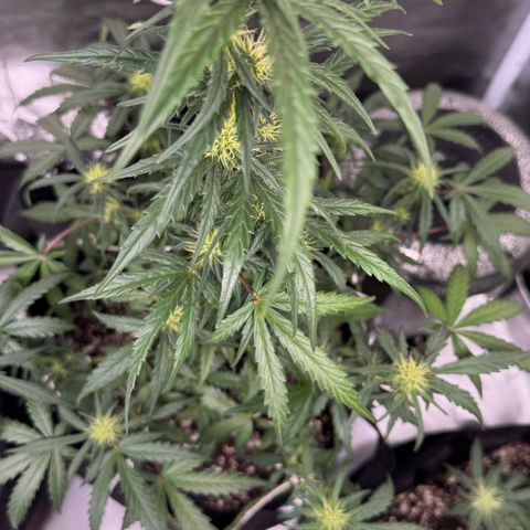 Second Lady growlog timeline photo