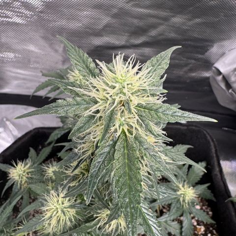 Fourth Lady growlog timeline photo
