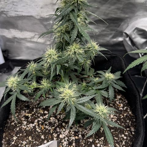 Fourth Lady growlog timeline photo