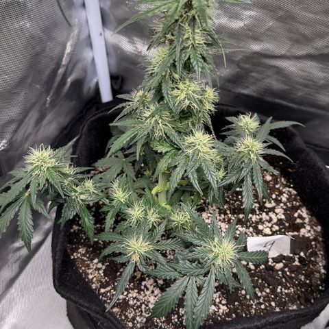 Fourth Lady growlog timeline photo