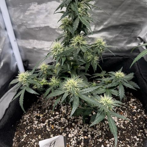 Fourth Lady growlog timeline photo