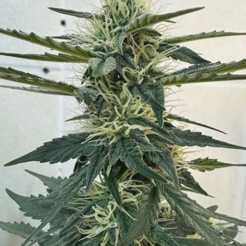 Third Lady growlog timeline photo