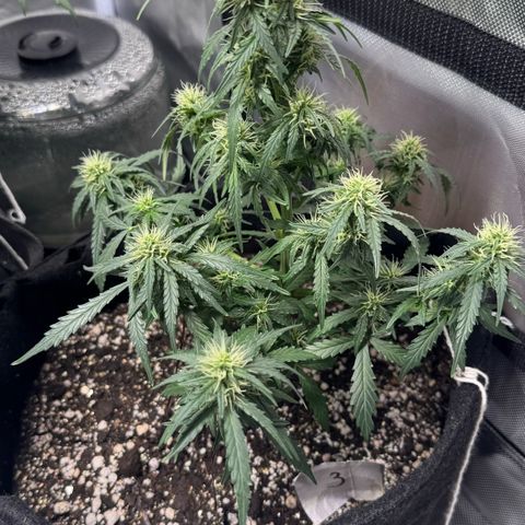 Third Lady growlog timeline photo