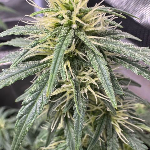 Third Lady growlog timeline photo