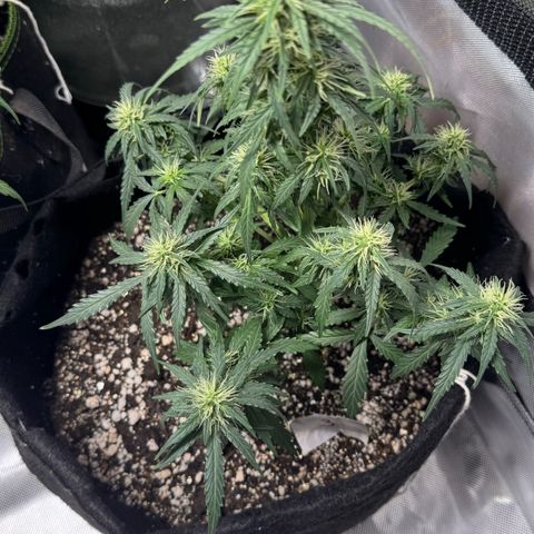 Third Lady growlog timeline photo