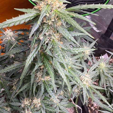 First Lady growlog timeline photo