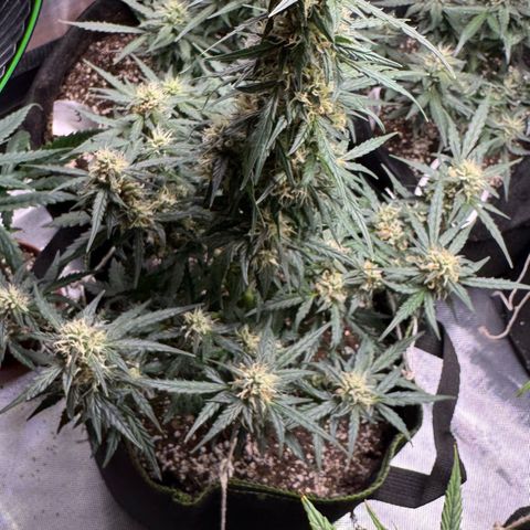 First Lady growlog timeline photo