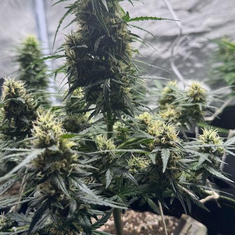 First Lady growlog timeline photo