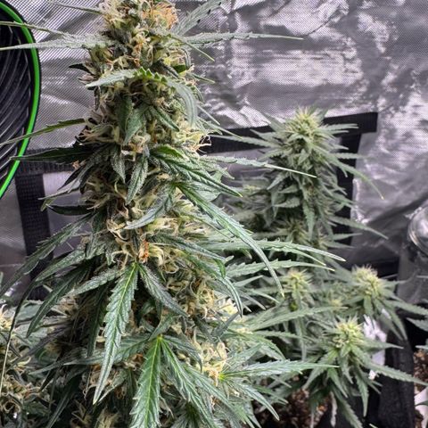First Lady growlog timeline photo