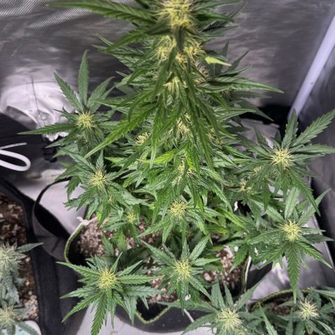 Second Lady growlog timeline photo