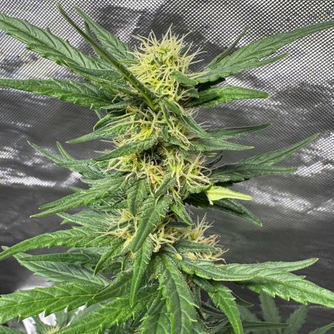 Second Lady growlog timeline photo