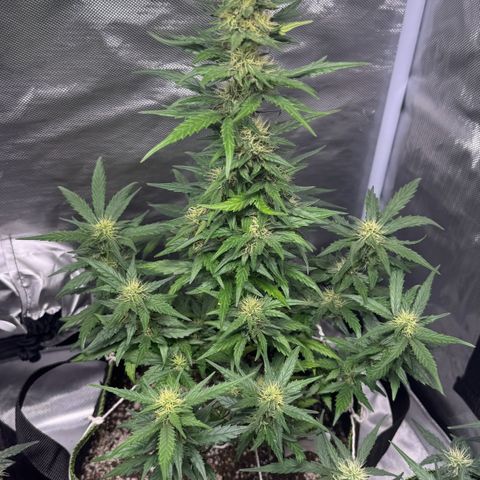 Second Lady growlog timeline photo