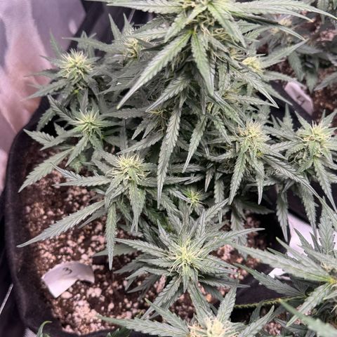 Third Lady growlog timeline photo