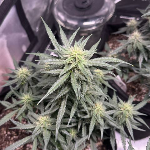Third Lady growlog timeline photo