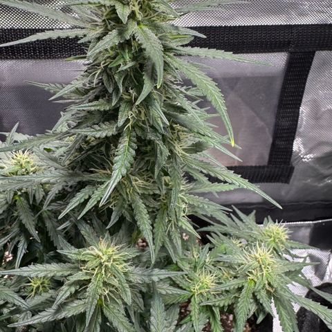 Third Lady growlog timeline photo