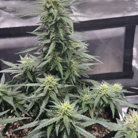 Third Lady growlog timeline photo